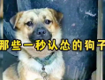狗狗视频大全搞笑,萌宠视频大全笑料十足
